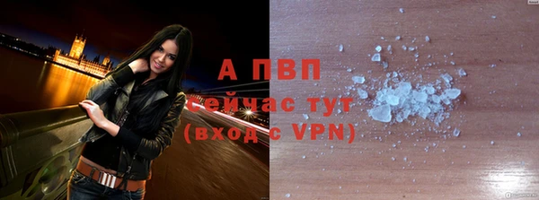 прущие грибы Новодвинск